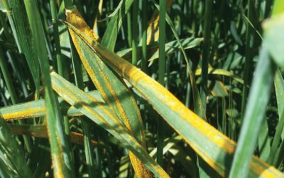 Growers on High Alert for Stripe Rust