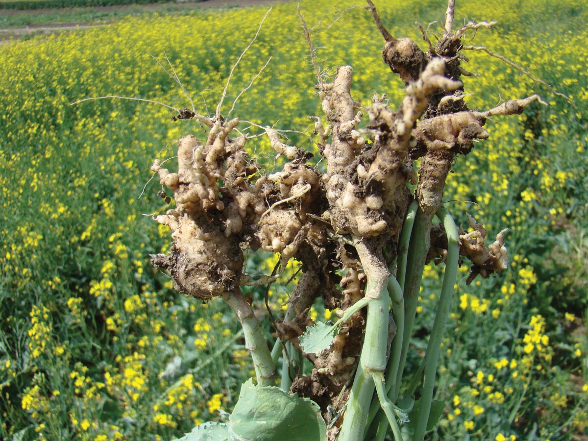A new clubroot pathotype that can overcome clubroot resistance has been confirmed in Alberta fields.