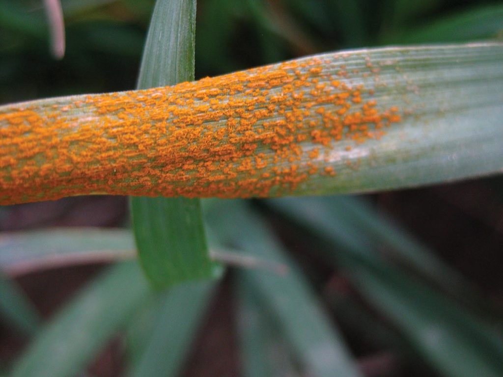 Early in the 2014 crop season, two Alberta Agriculture and Rural Development pathologists observed heavy infections of stripe rust on winter wheat in the Olds, Alta. cereal breeding nursery. Photo courtesy AARD