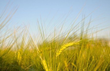 New Director-at-Large Elected, Two Farmers Acclaimed to Alberta Barley Board