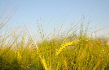 Canada’s Variety Development Research Supported by Record Investment from Farmers