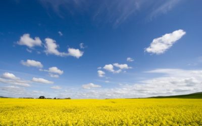 Canola Development Varies Across Alberta