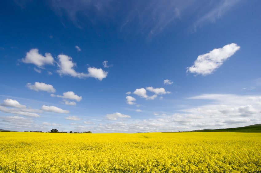 Canola Field