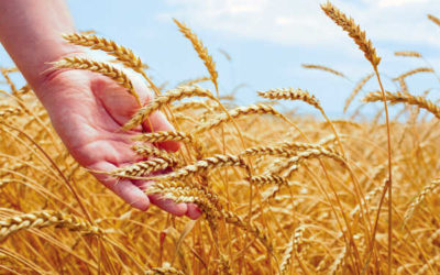 Alberta Wheat Commission Welcomes New Chairman and Board Members