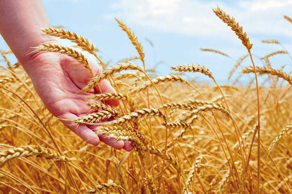 Alberta Wheat Commission Takes Part in Wheat Genomics Research