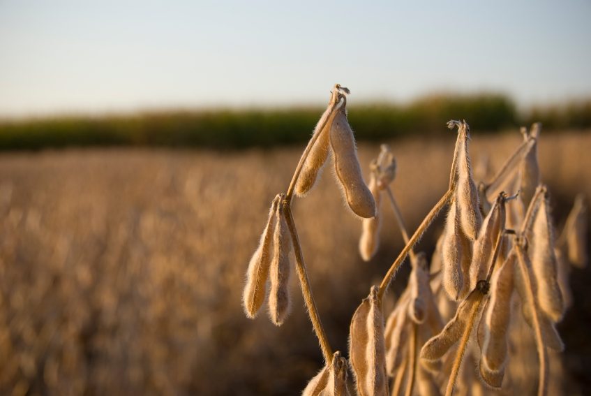 XiteBio SoyRhizo for Soybean Approved by CFIA
