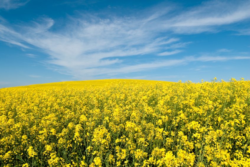 Canola field under blue sky