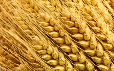 Producer Groups Provide Leadership in Wheat and Barley Breeding