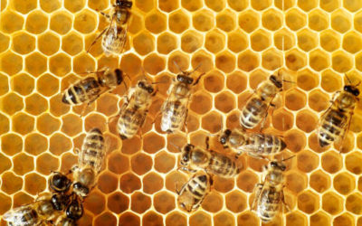 Alberta Had Most Honeybee Colonies in Canada in 2015