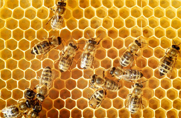 Alberta Had Most Honeybee Colonies in Canada in 2015