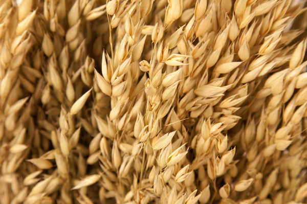 CS Camden Oat Receives Milling Approval