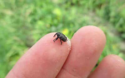 Podcast: Pea Leaf Weevil Expanding its Range