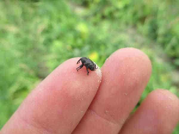 Podcast: Pea Leaf Weevil Expanding its Range