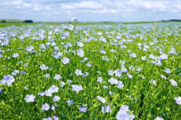 Prairie Farm Sold PBR-Protected Varieties without Permission