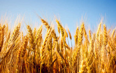 Grading Tables for New Wheat Classes Take Effect Aug. 1