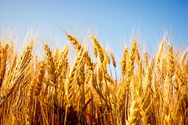 Grading Tables for New Wheat Classes Take Effect Aug. 1