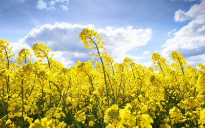 Canola Council Welcomes Opportunity for Stable Trade with China