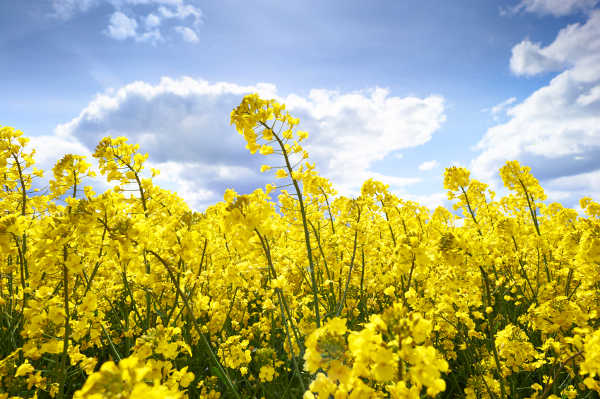 Canola Council Welcomes Opportunity for Stable Trade with China