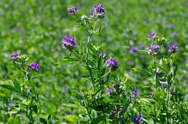 GM Alfalfa Controversy Rages On with Farmers Union Letter