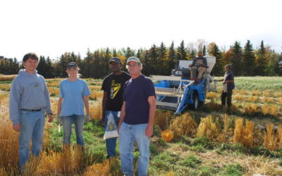 WGRF Invests $800,000 in U of A Wheat Breeding