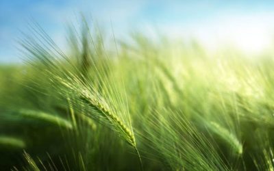 Challenging Growing Conditions for Barley Lead to Declines in 2024