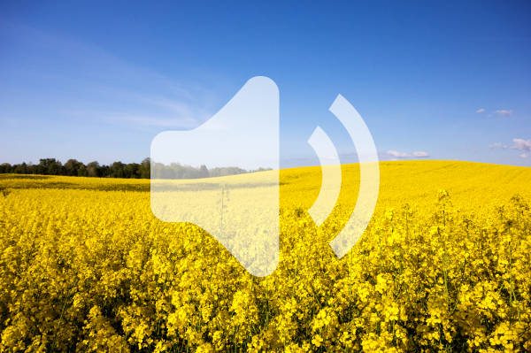 Listen Now: As Canola Flowers, Insect Pressure Looms