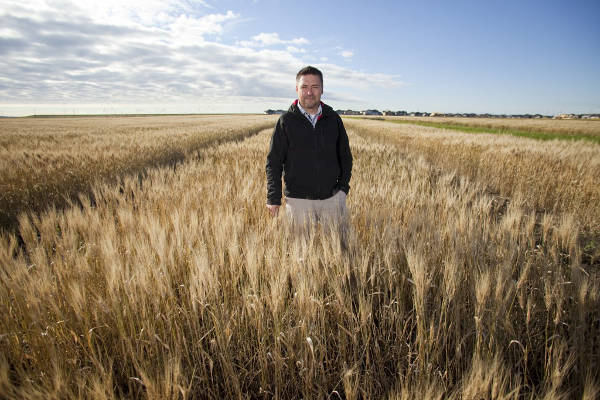 Wheat Genome Sequencing Soon to be Released Across the Globe
