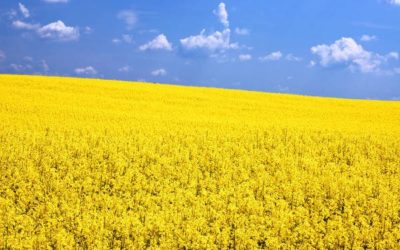 Listen Now: Canola Crops Take a Beating