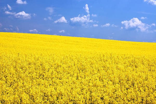 Listen Now: Canola Crops Take a Beating