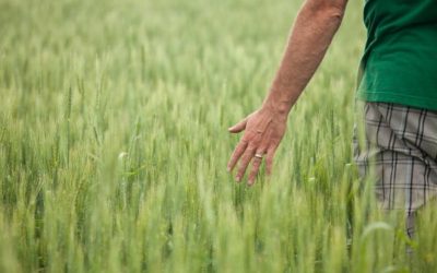 Albertaâ€™s Crop Commissions to Survey Sustainability Practices of Farmers
