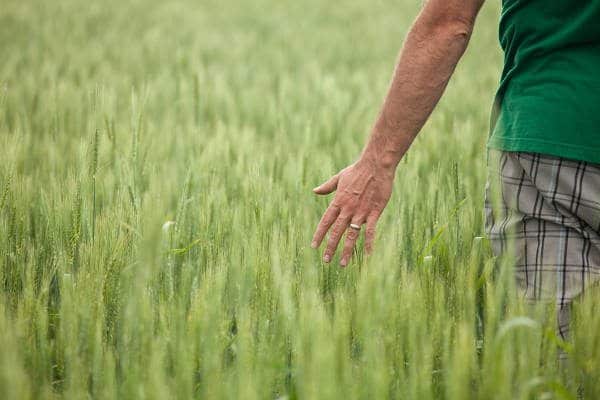 Albertaâ€™s Crop Commissions to Survey Sustainability Practices of Farmers