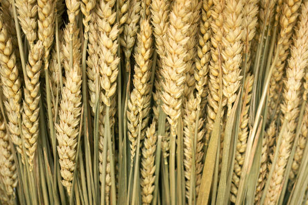 Alberta Wheat Commission Applauds Investment in Agri-food Industry