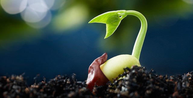 bushes gene sequence definition bushes gene sequence definition