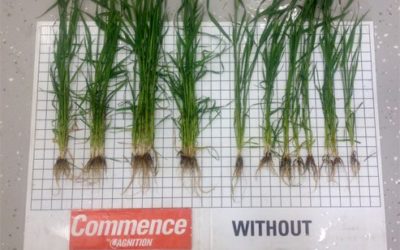 Generate and Commence for wheat now registered in Canada