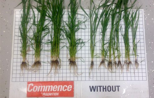 Generate and Commence for wheat now registered in Canada