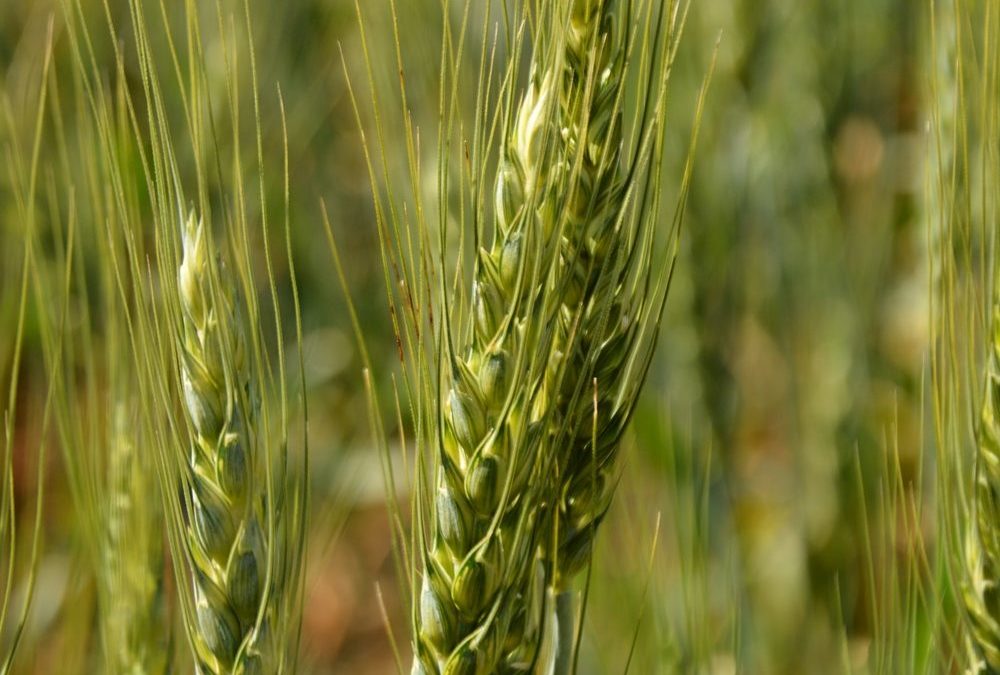Alberta Wheat Commission says Wheat Class Changes Hurt Farmers, Value Chain