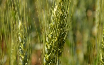AWC calls on CGC to modernize Canadian wheat grading system