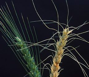 Plant scientists identify gene to combat crippling wheat disease