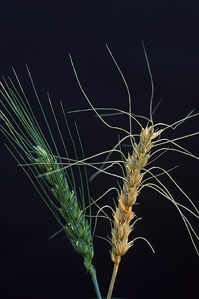 Plant scientists identify gene to combat crippling wheat disease
