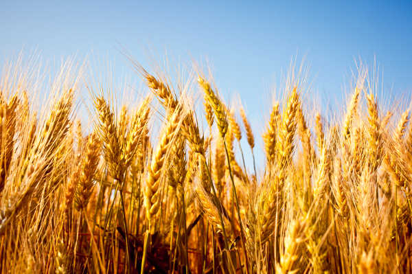 Wheat field