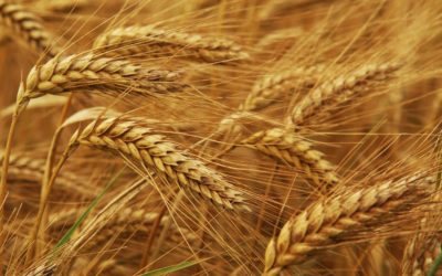 South Korea, Japan Halt Wheat and Flour Sales from Canada Over GMO Plants Found in Alberta