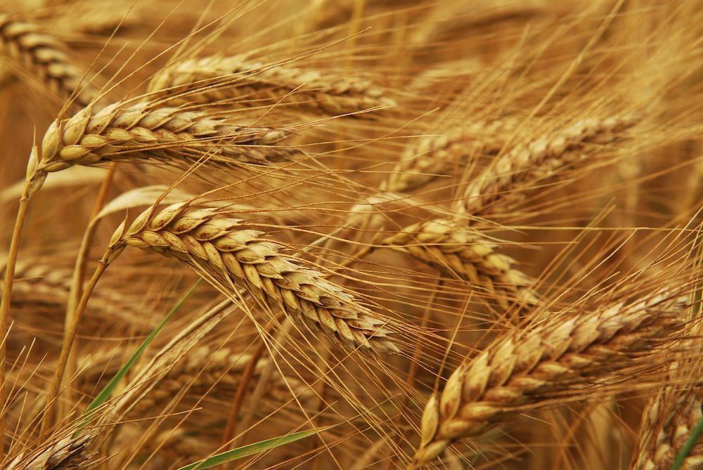 South Korea, Japan Halt Wheat and Flour Sales from Canada Over GMO Plants Found in Alberta