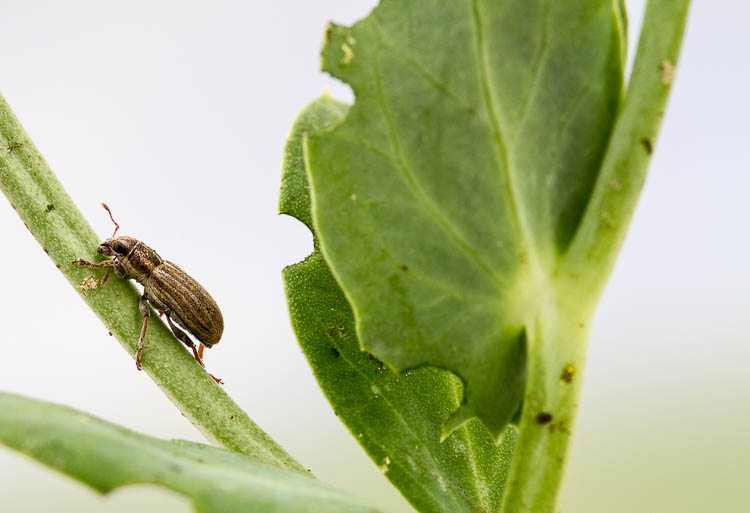 Monitor for Insect Pests this Growing Season