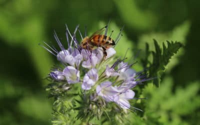 Innovative program targets native bee habitat