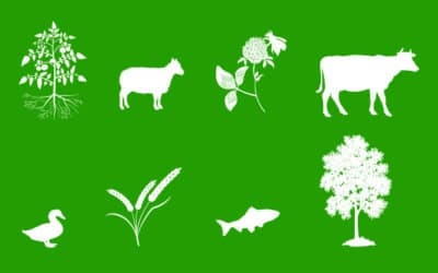 Consultation on draft Plant and Animal Health Strategy for Canada