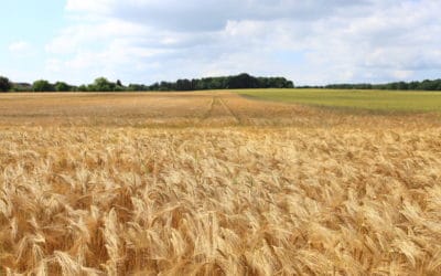 New Survey Identifies Labour Challenges for Seed Growers
