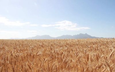 Australia scientists make accidental breakthrough that could lead to drought-proof crops