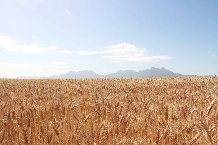 Australia scientists make accidental breakthrough that could lead to drought-proof crops