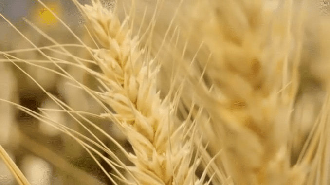 Chinese Academy of Sciences Partners with Bayer to Improve Wheat Yields
