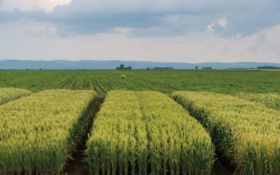 Hybrids Change Cereal Grain Economics